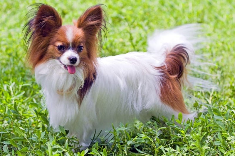 If you are looking for a smaller breed of dog that is easy to train, then the Papillon could be for you - they have quick minds and enjoy learning new things
