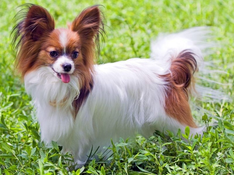 If you are looking for a smaller breed of dog that is easy to train, then the Papillon could be for you - they have quick minds and enjoy learning new things
