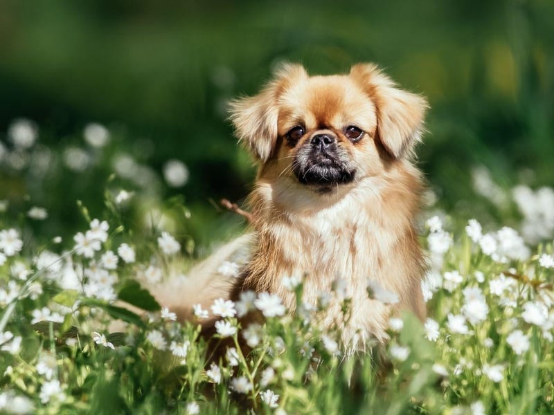 Named after the country of its origin, the small Tibetan Spaniel isn't a 'true' spaniel, lacking the Spanish lineage of the rest of its group. It's thought it earned the spaniel name due to its resemblance to the Cavalier King Charles Spaniel.