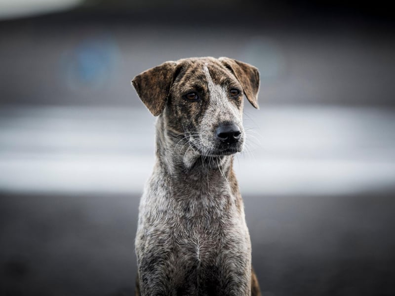 Like several other behaviours on this list there are a few reasons that a dog might shake. Discount being cold and being scared and the chances are you are the owner of a stressed dog.