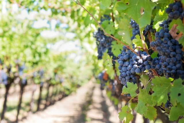 Grapes hanging from trees on a vineyard