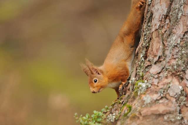 Scotland is home to the majority of the UK's remaining red squirrels – the species, which is classed as endangered, is clinging on and has even increased in some areas as a result of conservation work. Picture: Ben Andrew
