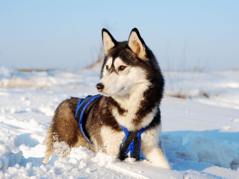 Bred to deal with icey temperatuires, it wouldn't be much fun having sensitive teeth if you were a Siberian Husky. Luckily their teeth tend to remain in great shape throughout their lives.