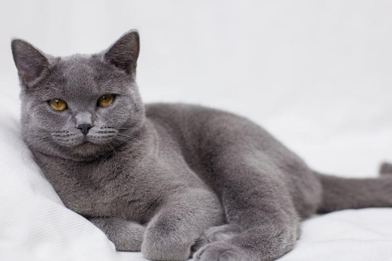 Despite its big, fluffy coat, the British Shorthair actually sheds very little hair meaning you can have that adorable fuzzy little kitty without the worry of too much hair around the home. What a stunner.