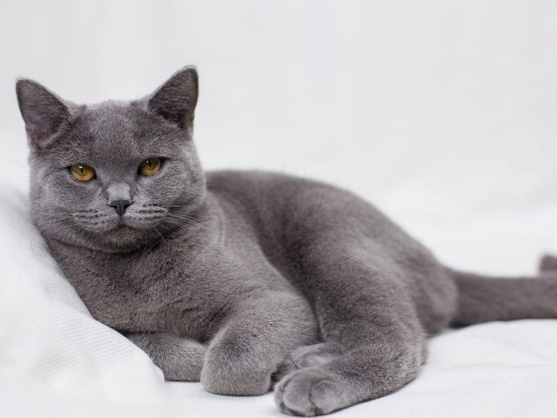 Despite its big, fluffy coat, the British Shorthair actually sheds very little hair meaning you can have that adorable fuzzy little kitty without the worry of too much hair around the home. What a stunner.