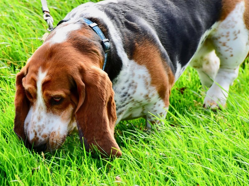 The Basset Hound is a close cousin of the Bloodhound and is a similarly great tracker. Running slightly closer to the ground, they have traditionally been used more to track small animals, but are also experts at sniffing out humans.