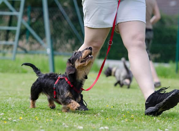These are 10 of the easiest breeds of dog to train.