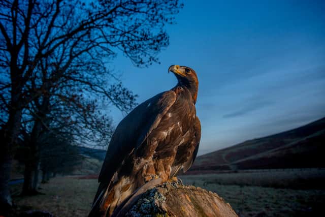 The South of Scotland Golden Eagle Project has now successfully translocated 33 birds to the Dumfries and Galloway and Scottish Borders region, where the population had dropped to four pairs or fewer. Picture: Phil Wilkinson