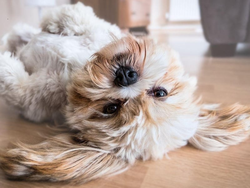 Originally hailing from Tibet, the Lhasa Apso tends to live for around 14 years, but they are another breed that have been known to reach the double decade.