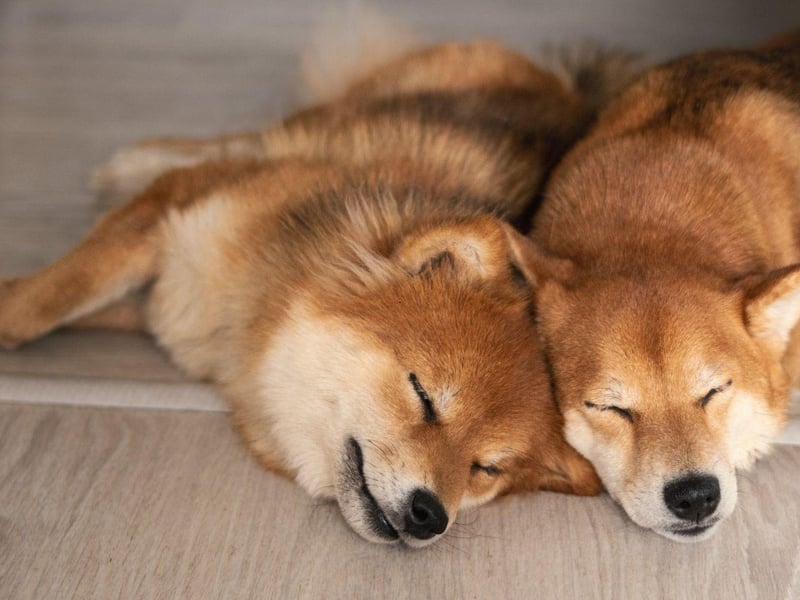 A small dog with a big shedding reputation, the Shiba Inu only loses moderate amounts of hair year-round. Twice a year though, it can seem like they lose their entire coat several times a day - requiring a lot of hoovering and brushing.