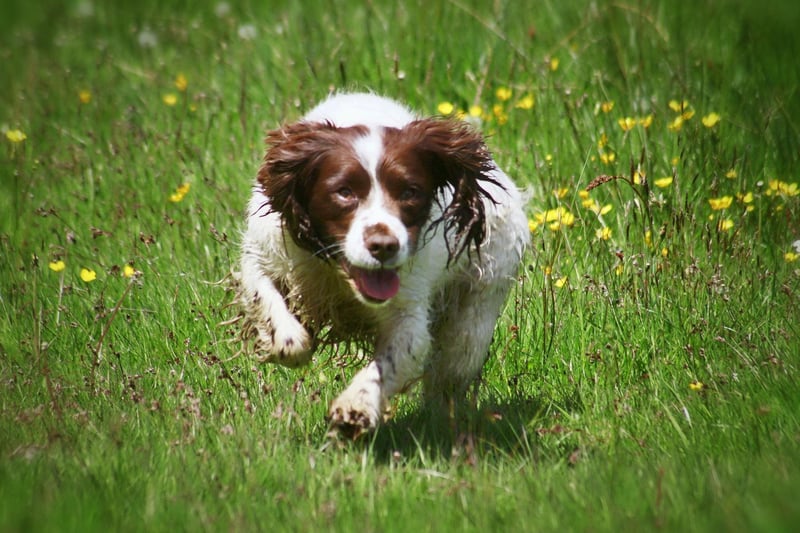 The research showed that Springer Spaniels are best suited to long and steady runs, although crowded areas are best avoided. Not only does running help maintain your dog’s weight and improve muscle tone, but it also provides mental stimulation and an outlet for their energy.