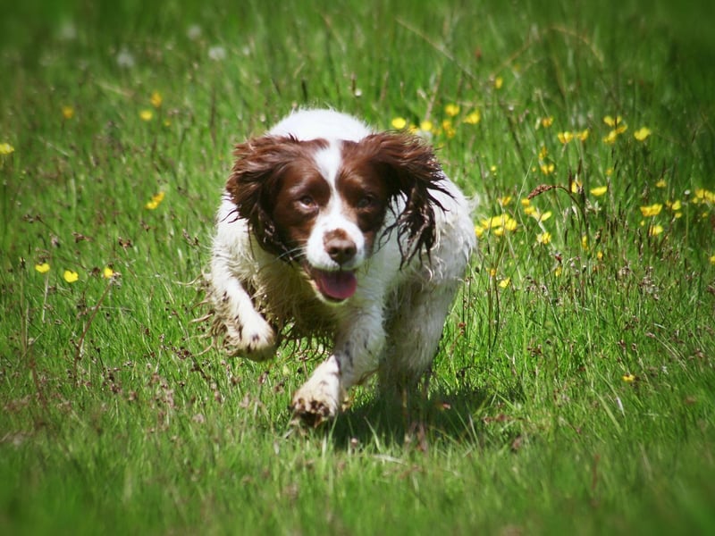 The research showed that Springer Spaniels are best suited to long and steady runs, although crowded areas are best avoided. Not only does running help maintain your dog’s weight and improve muscle tone, but it also provides mental stimulation and an outlet for their energy.