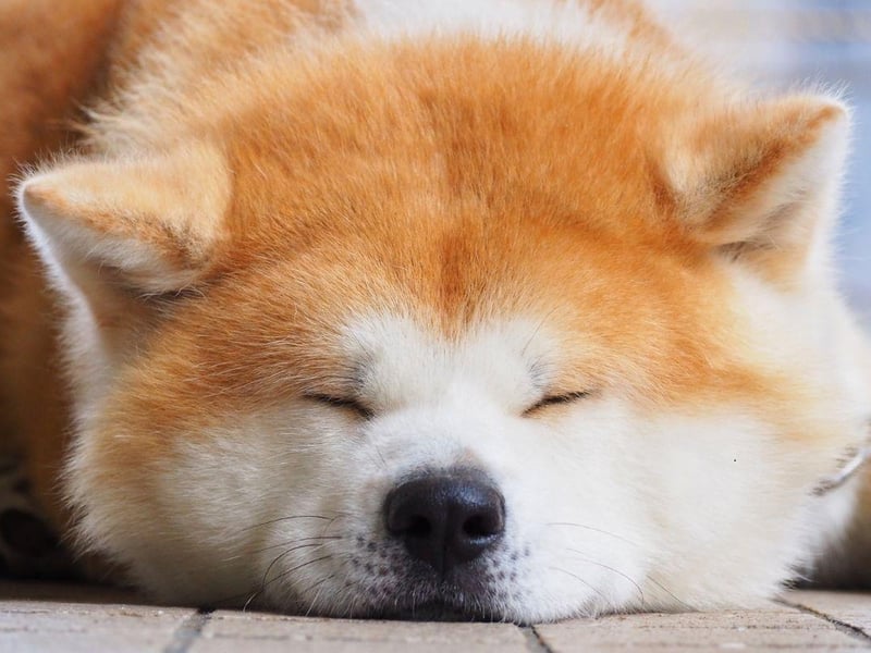 Akitas are great family protectors but respond badly to being prodded and teased by young children. They can also perceive a new baby to be a threat to their household