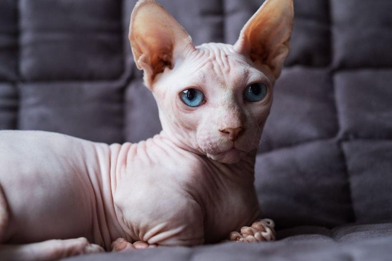 This Sphynx and Munchkin cross breed is another that sheds very little hair. This is also a relatively new breed of cat having only been around approximately 2005. They are an affectionate and active breed though they tend not to be overly energetic.