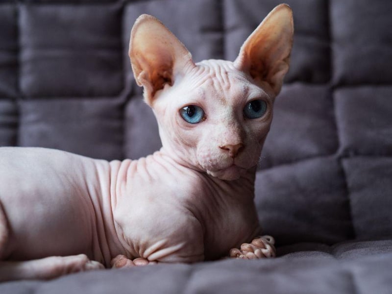 This Sphynx and Munchkin cross breed is another that sheds very little hair. This is also a relatively new breed of cat having only been around approximately 2005. They are an affectionate and active breed though they tend not to be overly energetic.