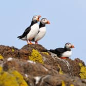 The AI project is tracking the puffins on the Isle of May national nature reserve. PIcture: Lone Gill/NatureScot