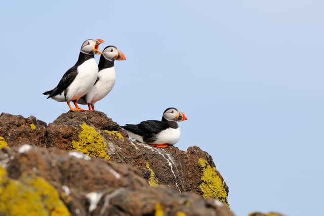 The AI project is tracking the puffins on the Isle of May national nature reserve. PIcture: Lone Gill/NatureScot