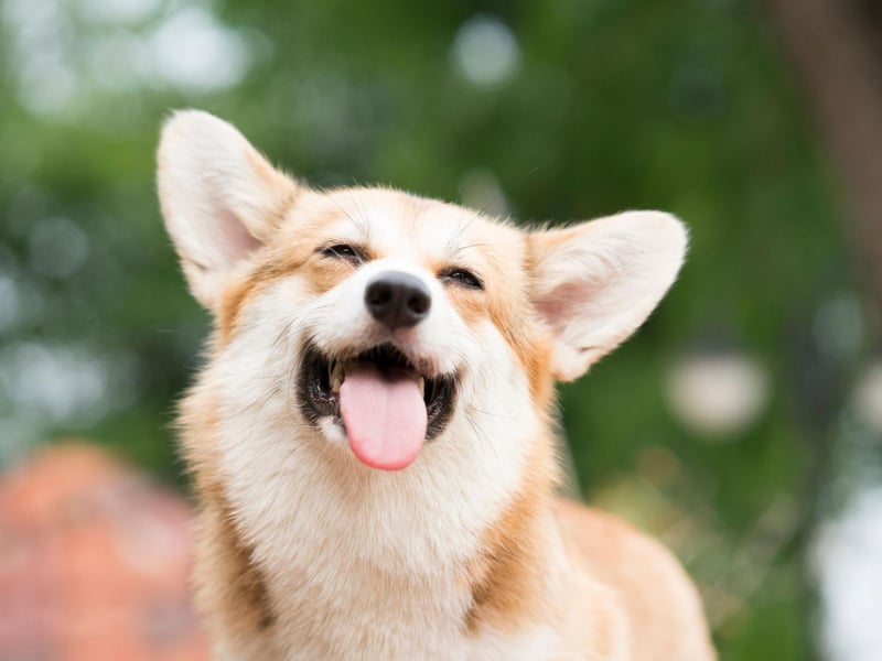 The name Corgi comes from combining the Welsh words for dwarf (cor) and dog (gi).