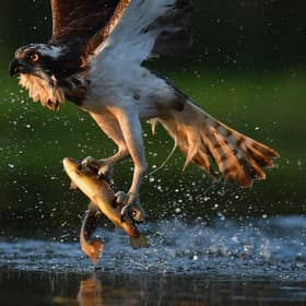 Scotland has a myriad of species in need of protection (Picture: Jeff J Mitchell/Getty Images)