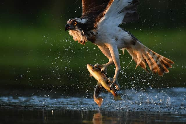 Scotland has a myriad of species in need of protection (Picture: Jeff J Mitchell/Getty Images)