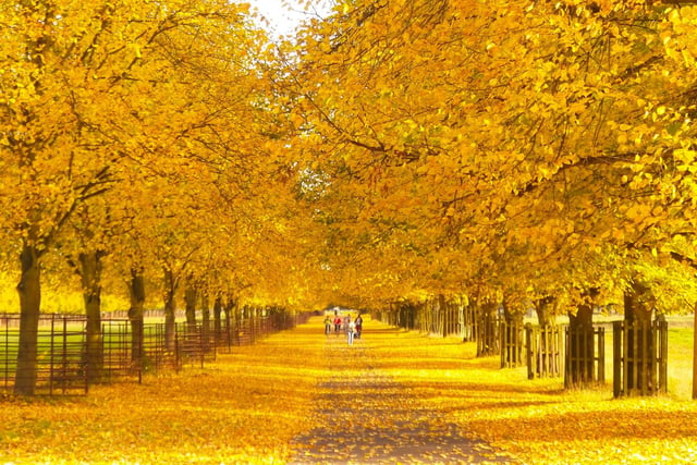 Bushy Park is one of London’s eight royal parks and most certainly will not disappoint. Take in the beautiful autumnal spectacles Bushy Park has to offer as well as admiring the deer in this rural setting in the middle of a bustling city.