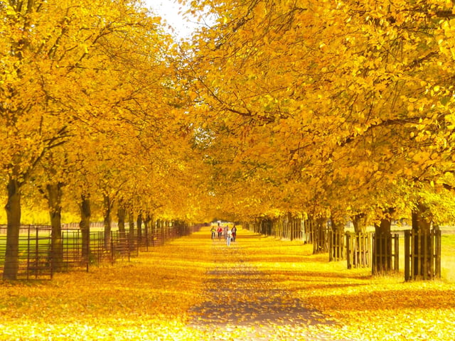 Bushy Park is one of London’s eight royal parks and most certainly will not disappoint. Take in the beautiful autumnal spectacles Bushy Park has to offer as well as admiring the deer in this rural setting in the middle of a bustling city.