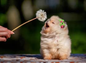 Some dogs are simply born fluffy.