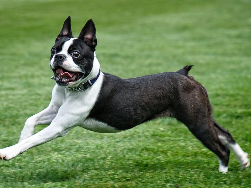 In 2015 the Oscar for Best Animated Short Film went to 'Feast' - a Disney story starring a Boston Terrier called Winston that was shown in cinemas before feature film 'Big Hero 6'.