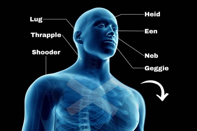 Scotland is famous for its colourful vocabulary and that includes our descriptions of the human body via the Scots language.