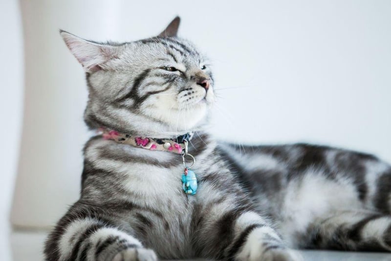 The American Shorthair breed is independent and requires low maintenance, despite being a cat who enjoys play.