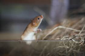 Harvest mouse at Hawsker