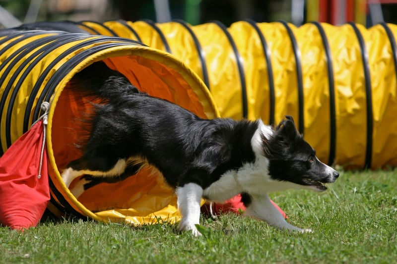 Border Collie Names