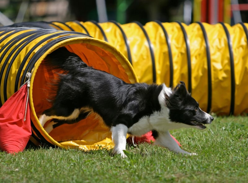 Jess takes fourth spot in the list of Border Collie names. It's a shortened form of the name Jessica, meaning 'god beholds'.