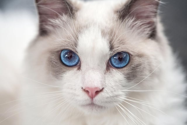 Gentle, calm and relaxed, the oh-so-gorgeous Ragdoll cat breed is loved the world over for its friendly nature and ability to bond with their humans. Look at those gorgeous blue eyes.