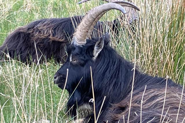 One of a herd or wild goats near Loch Lomond on the West Highland Way. Pic: J Christie