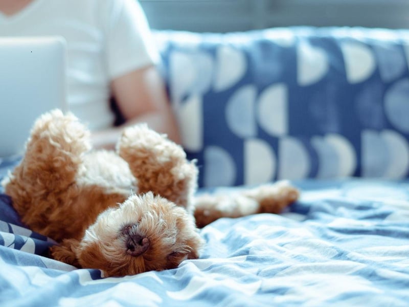 The Poodle scored particularly highly for a lack of shedding hair - this hypoallergenic breed won't leave your bed matted with fur. They also come in three different sizes - toy, miniature and standard - depending on the size of your bed!