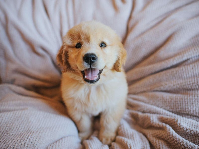 With a similar skillset to the Labrador, the Golden Retriever's winning personality makes for a perfect companion for the disabled, as well as for therapy dog work.