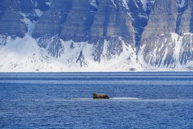 A walrus resting on an ice pack in Svalbard's waters, Norway, a popular destination for eco-tourists.