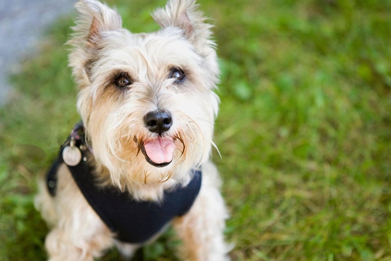 Similar to the Scottie, the Cairn Terrier isn't big on cuddles. They are still very friendly when it comes to their owners, but the same cannot be said for the rest of the human race.