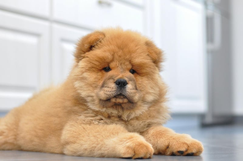 Originally from Northern China, the Chow Chow is a breed with a long history - having been around for at least 2,000 years. There were 1,048 Chow Chow registrations in 2020.