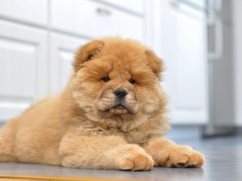 Originally from Northern China, the Chow Chow is a breed with a long history - having been around for at least 2,000 years. There were 1,048 Chow Chow registrations in 2020.