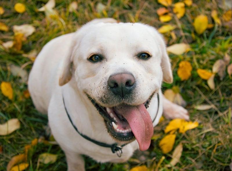 Starting with the hairiest pooches best avoided by allergy sufferers. Many first-time Labrador Retriever owners are amazed by how much hair their new pet sheds. The UK's most popular dog breed may have a neat and short coat that requires very little grooming, but they constantly shed all year round, leaving Labrador-shaped piles of hair in favourite sleeping spots.