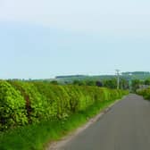 A hedgerow in Aberdeenshire