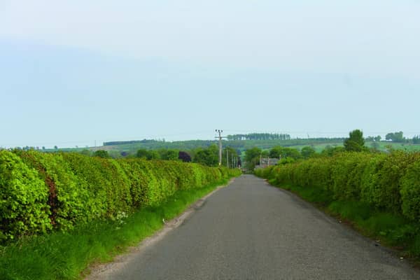 A hedgerow in Aberdeenshire