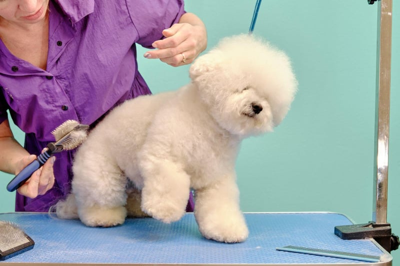 That beautiful white coat like a fluffy cloud comes at a cost - the Bichon Frise’s coat requires regular brishing and combing. To keep it perfect, a monthly trip to a professional groomer for scissoring and bathing is recommended.