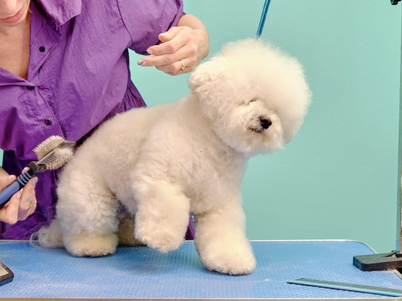 That beautiful white coat like a fluffy cloud comes at a cost - the Bichon Frise’s coat requires regular brishing and combing. To keep it perfect, a monthly trip to a professional groomer for scissoring and bathing is recommended.
