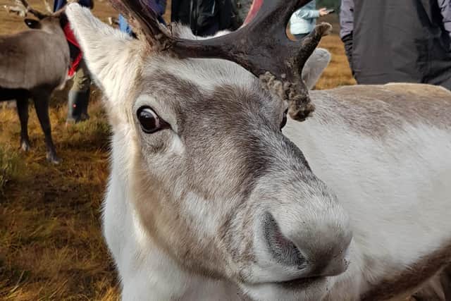 Get up close with reindeer at the MacDonald Resort Aviemore. Pic: G Munro