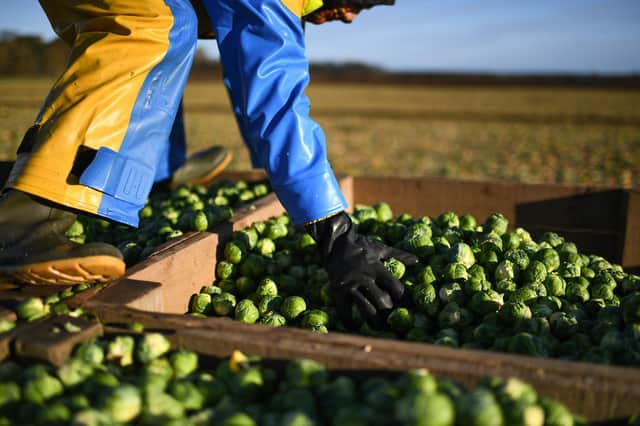 There's no problem harvesting East Lothian Brussels sprouts, says reader (Picture: Jeff J Mitchell/Getty Images)