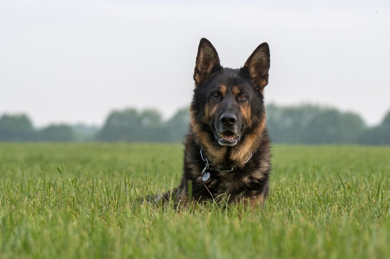 A combination of an incredibly sensitive sense of hearing, intelligence, and an imposing presence, make the German Shepherd one of the most popular breeds of guard dog.