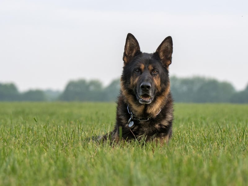 A combination of an incredibly sensitive sense of hearing, intelligence, and an imposing presence, make the German Shepherd one of the most popular breeds of guard dog.